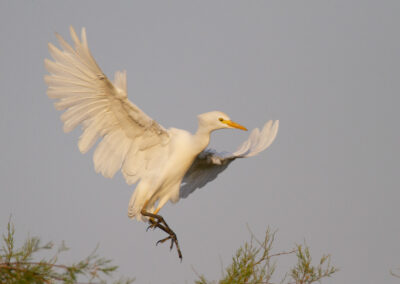 Koereiger, Bubulcus ibis, Cattle egret | Camargue | Frankrijk