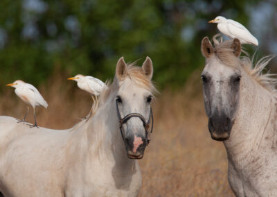 Koereiger, Bubulcus ibis, Cattle egret