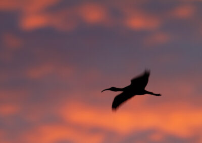 Zwarte ibis, Plegadis falcinellus, Glossy ibis | Camargue | Frankrijk