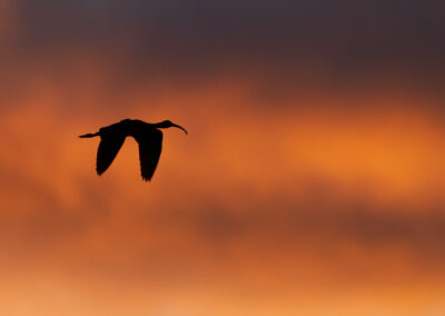 Zwarte ibis, Plegadis falcinellus, Glossy ibis | Camargue | Frankrijk