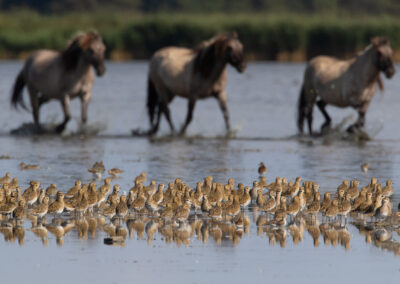 Goudplevier, Pluvialis apricaria, European golden plover | Lauwersmeer