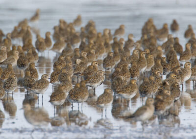 Goudplevier, Pluvialis apricaria, European golden plover | Lauwersmeer