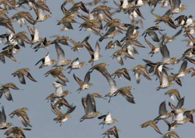 Goudplevier, Pluvialis apricaria, European golden plover | Lauwersmeer