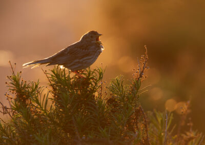 Grauwe gors, Emberiza calandra, Corn bunting