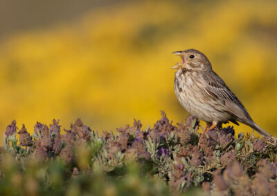 Grauwe gors, Emberiza calandra, Corn bunting | Algarve | Portugal