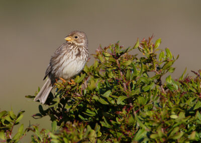 Grauwe gors, Emberiza calandra, Corn bunting | Algarve | Portugal