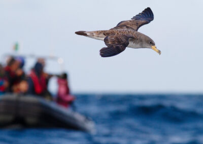 Kuhls pijlstormvogel, Calonectris borealis, Cory's shearwater | Atlantic ocean | Algarve | Portugal