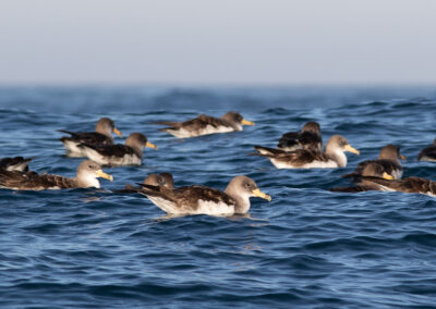 Kuhls pijlstormvogel, Calonectris borealis, Cory's shearwater | Atlantic ocean | Algarve | Portugal