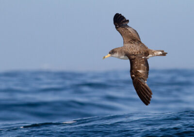 Kuhls pijlstormvogel, Calonectris borealis, Cory's shearwater | Atlantic ocean | Algarve | Portugal