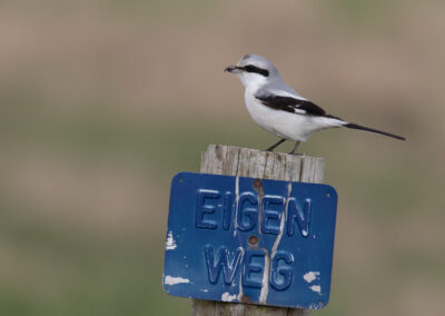 Klapekster, Lanius excubitor, Great grey shrike | Roegwold