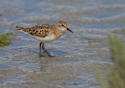 Kleine strandloper, Calidris minuta, Little stint | Waddenzee