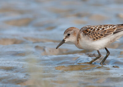 Kleine strandloper, Calidris minuta, Little stint | Waddenzee