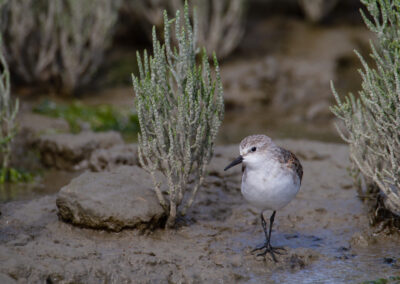 Kleine strandloper, Calidris minuta, Little stint | Waddenzee