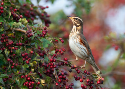 Koperwiek, Turdus iliacus, Redwing | Terschelling |  Wadden