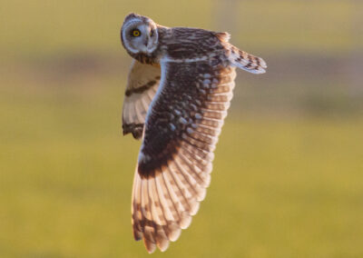 Velduil, Asio flammeus, Short-eared owl | Lauwersmeer