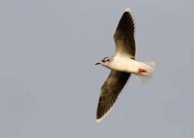 Dwergmeeuw, Larus minutus, Little gull | Lauwersoog | Waddenzee