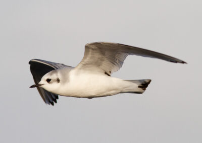 Dwergmeeuw, Larus minutus, Little gull | Eemshaven