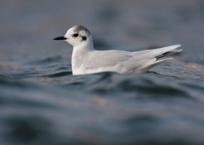 Dwergmeeuw, Larus minutus, Little gull | Lauwersoog | Waddenzee