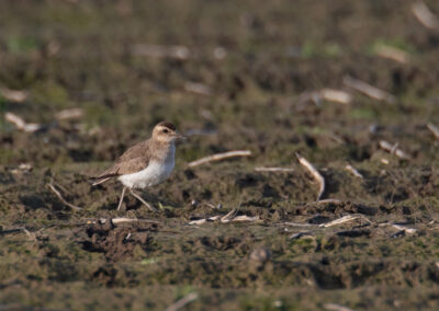 Kaspische plevier, Charadrius asiaticus, Caspian plover | Hogeland