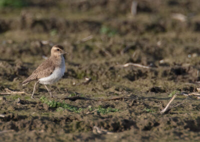 Kaspische plevier, Charadrius asiaticus, Caspian plover | Hogeland