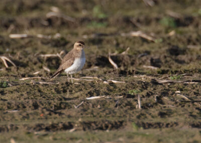 Kaspische plevier, Charadrius asiaticus, Caspian plover | Hogeland