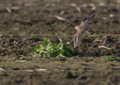 Kaspische plevier, Charadrius asiaticus, Caspian plover | Hogeland