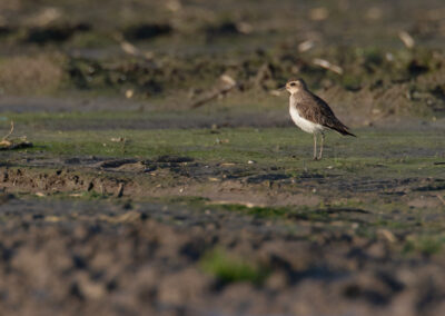 Kaspische plevier, Charadrius asiaticus, Caspian plover | Hogeland