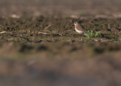 Kaspische plevier, Charadrius asiaticus, Caspian plover | Hogeland