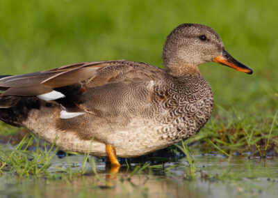 Krakeend, Anas strepera, Gadwall | Winsumermeeden