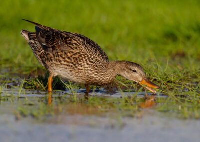 Krakeend, Anas strepera, Gadwall | Winsumermeeden