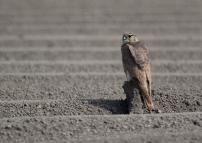 Smelleken, Falco columbarius, Merlin | Hogeland