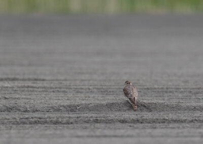 Smelleken, Falco columbarius, Merlin | Hogeland