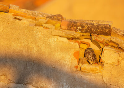 Steenuil, Athene Noctua, Little owl