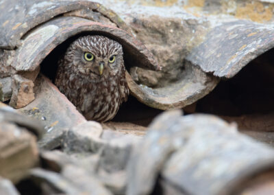 Steenuil, Athene Noctua, Little owl | Algarve | Portugal