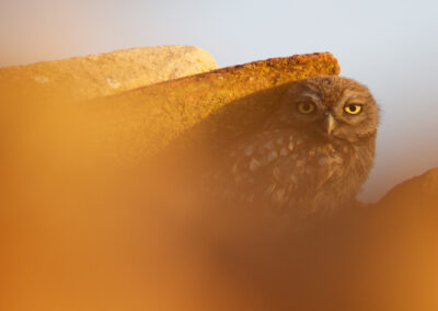 Steenuil, Athene Noctua, Little owl | Algarve | Portugal