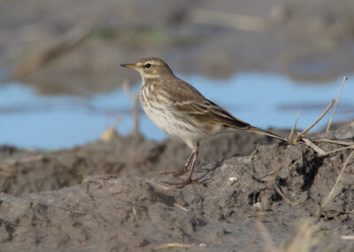 Waterpieper, Anthus spinoletta, Water pipit | Hogeland