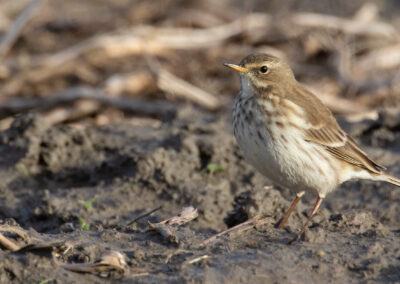 Waterpieper, Anthus spinoletta, Water pipit | Hogeland