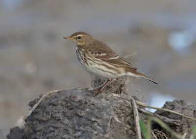 Waterpieper, Anthus spinoletta, Water pipit | Hogeland