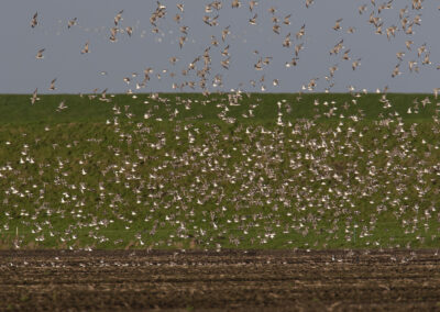 Bonte strandloper, Calidris alpina, Dunlin | Eemspolder | Wadden | Hogeland