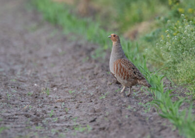 Patrijs, Perdix perdix, Grey partridge | Roegwold