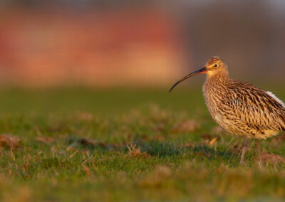 Wulp, Eurasian curlew, Numenius arquata | Winsumermeeden