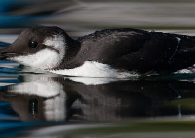 Zeekoet, Uria aalge, Common guillemot | Lauwersoog Haven | Waddenzee