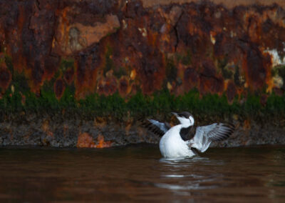 Zeekoet, Uria aalge, Common guillemot | Lauwersoog Haven | Waddenzee