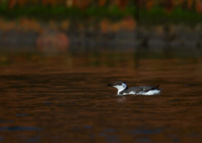 Zeekoet, Uria aalge, Common guillemot | Lauwersoog Haven | Waddenzee