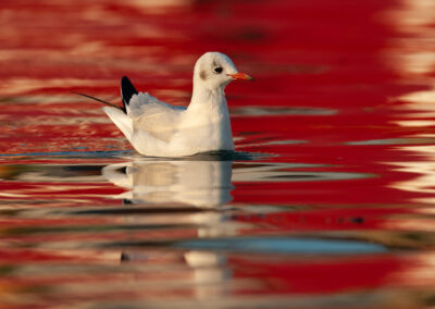 Kokmeeuw, Larus ridibundus, Black-headed gull