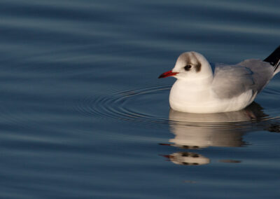 Kokmeeuw, Larus ridibundus, Black-headed gull | Haven Lauwersoog | Waddenzee