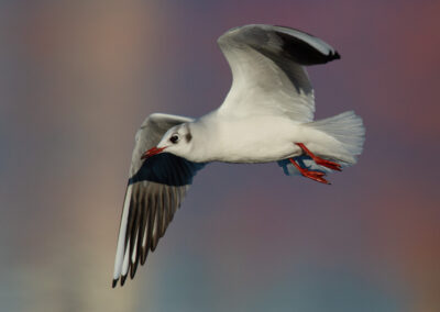 Kokmeeuw, Larus ridibundus, Black-headed gull | Waddenzee