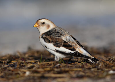 Sneeuwgors, Plectrophenax nivalis, Snow bunting | Haven Lauwersoog | Waddenzee