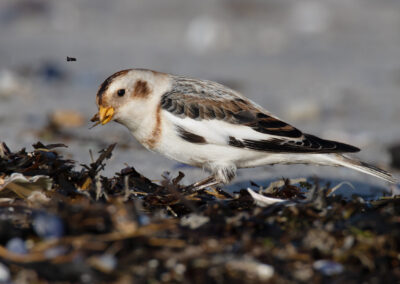 Sneeuwgors, Plectrophenax nivalis, Snow bunting | Haven Lauwersoog | Waddenzee