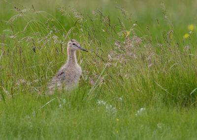 Grutto, Limosa limosa, Black-tailed godwit  | Bantpolder | Lauwersmeer